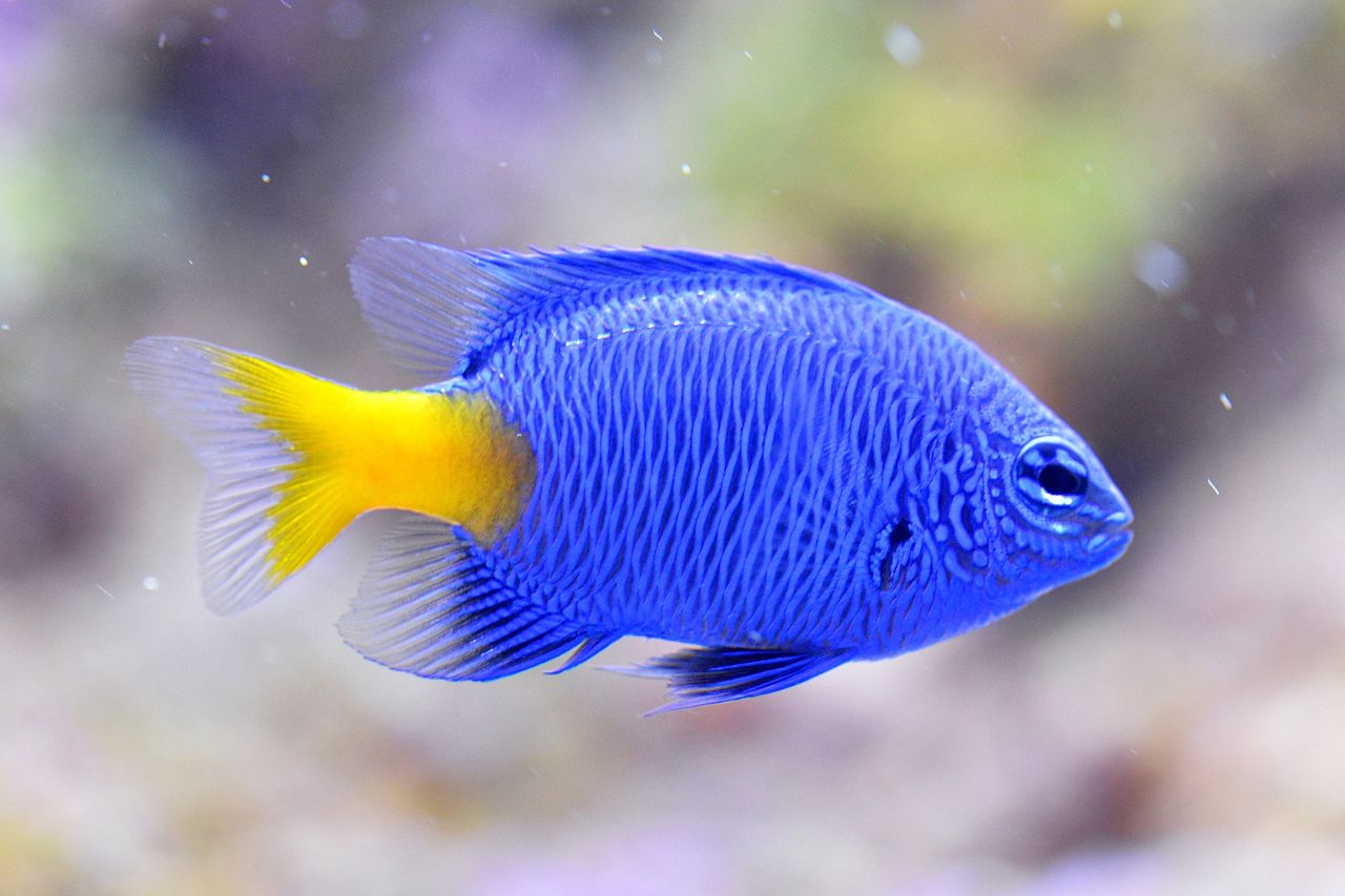 small blue fish swimming